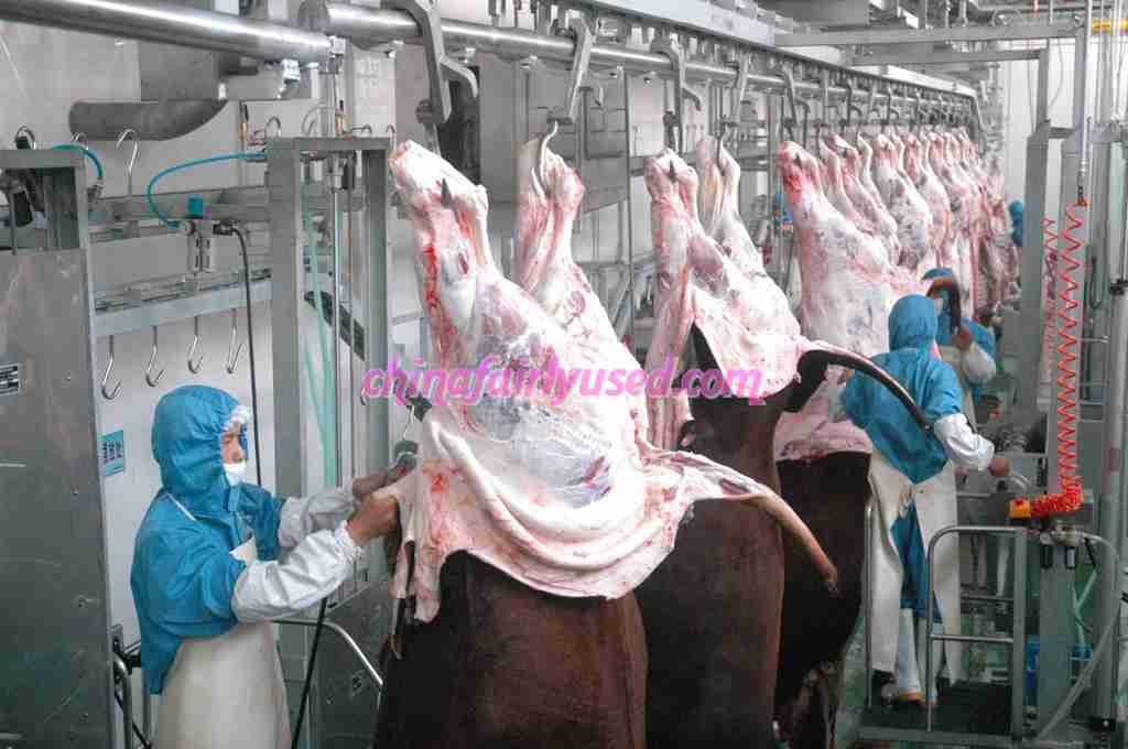Cattle Slaughte production line